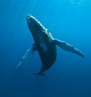 observez les baleines à la Réunion durant le mois d'Août ou Septembre.